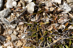 Astelia linearis