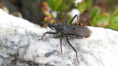 Rhynocoris annulatus