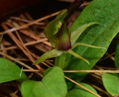 Chiloglottis cornuta