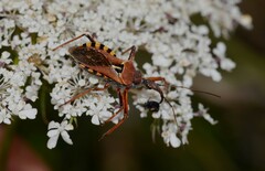 Rhynocoris erythropus