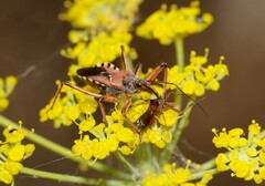 Rhynocoris erythropus