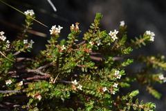 Pimelea oreophila lepta