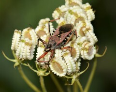 Rhynocoris erythropus