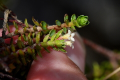 Pimelea oreophila lepta