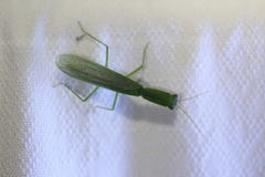 Orthodera