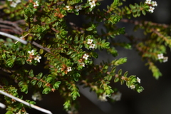 Pimelea oreophila lepta