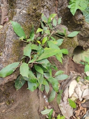 Ficus tinctoria