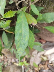 Ficus tinctoria