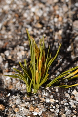 Aciphylla lyallii