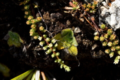 Kelleria dieffenbachii