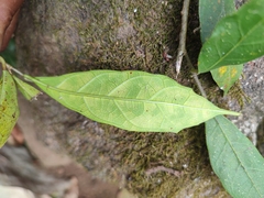 Ficus tinctoria