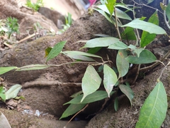 Ficus tinctoria