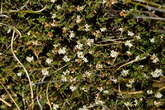 Pimelea oreophila lepta