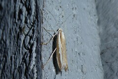 Orocrambus vittellus