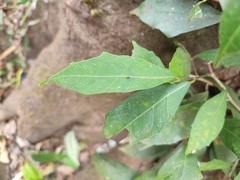 Ficus tinctoria