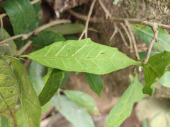 Ficus tinctoria
