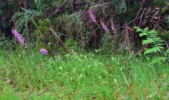 Pterostylis monticola