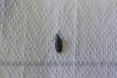 Holocola thalassinana