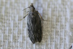 Holocola thalassinana