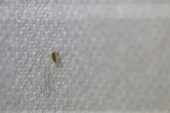 Saccharodite chrysonoe