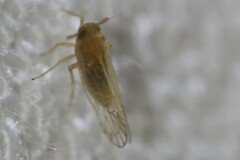 Saccharodite chrysonoe