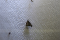 Acroceuthes metaxanthana