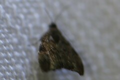 Acroceuthes metaxanthana