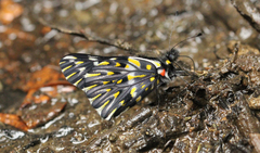 Catasticta