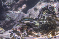 Thalassoma