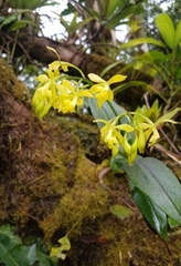 Epidendrum mutelianum