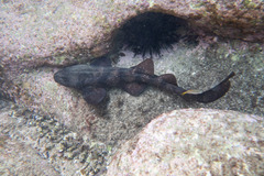 Brachaelurus waddi