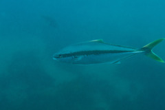 Seriola lalandi