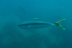 Seriola lalandi