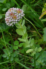 Hylotelephium anacampseros