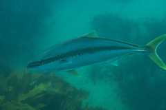 Seriola lalandi
