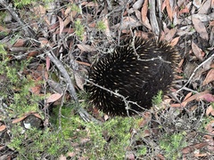 Tachyglossus aculeatus setosus