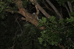 Podargus strigoides