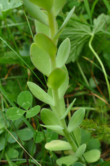 Hylotelephium anacampseros