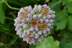 Hylotelephium anacampseros