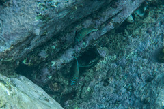 Anampses caeruleopunctatus