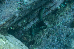 Anampses caeruleopunctatus