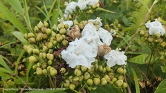 Decalobanthus peltatus