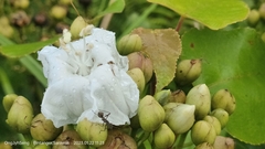 Decalobanthus peltatus