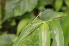 Ceriagrion fallax