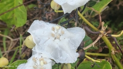 Decalobanthus peltatus