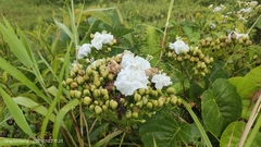 Decalobanthus peltatus