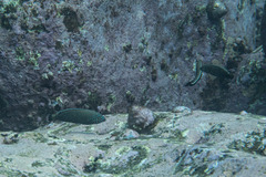 Anampses caeruleopunctatus