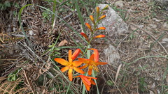 Crocosmia aurea