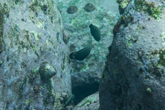 Anampses caeruleopunctatus