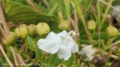 Decalobanthus peltatus